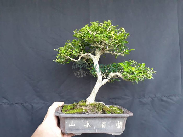 Cây nguyệt quế dáng bonsai