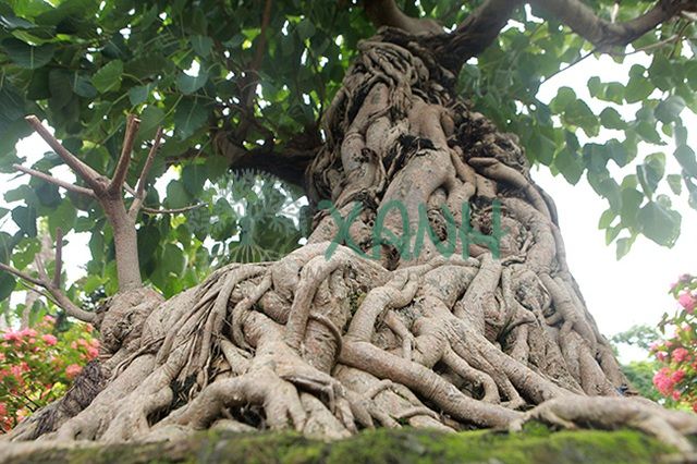 Hướng dẫn kỹ thuật trồng và chăm sóc giống cây bồ kết  Giống Cây Eakmat  Tây Nguyên