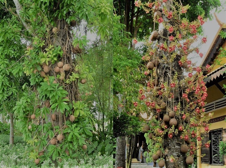 Cây sala được trồng ở những nơi thanh tịnh. Trước đền, chùa chiền