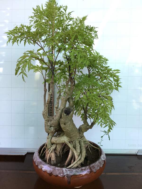cây đinh lăng bonsai