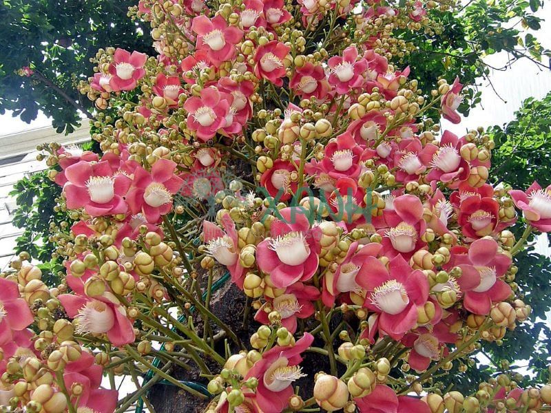 Cây sala có hoa rất nổi bật