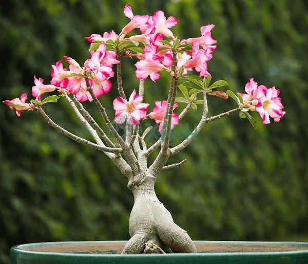 Chậu hoa sứ được uốn nắn thành dáng bonsai