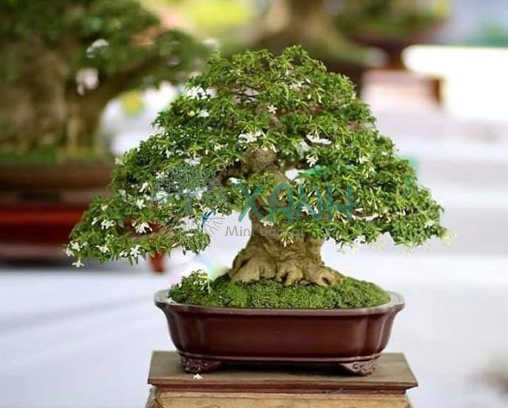 Cây mai chiếu thủy dáng bonsai nghệ thuật