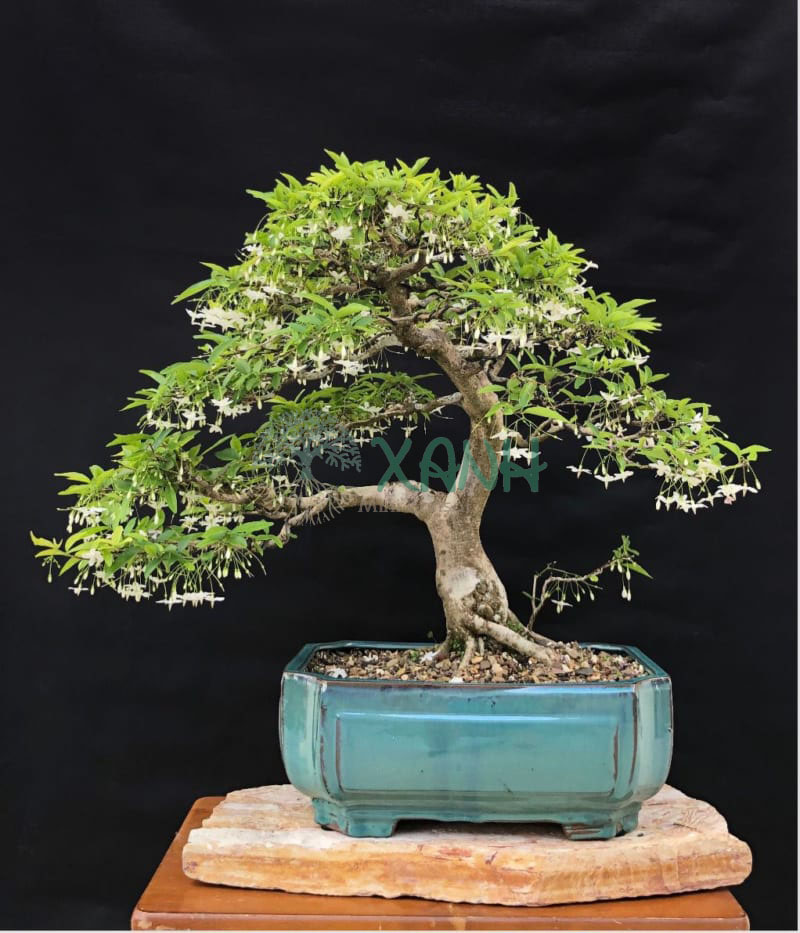 Cây mai chiếu thủy dáng bonsai nghệ thuật