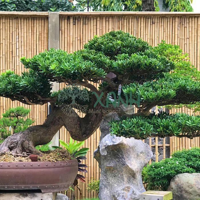 Cây tùng la hán được làm theo kiểu dáng bonsai từ các nghệ nhân