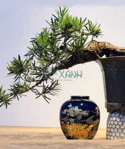 Cây tùng la hán bonsai