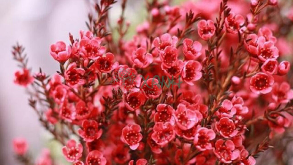 Hoa thanh liễu đỏ