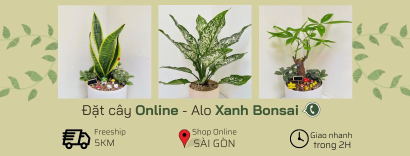 Các loại cây cảnh mini để bàn đẹp, dễ trồng và lọc không khí tốt - Xanh Bonsai